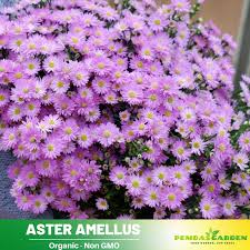 Image result for Aster amellus