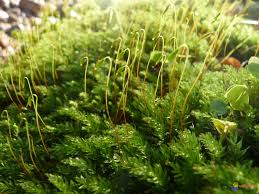 Attēlu rezultāti vaicājumam “Mnium hornum sporophyte”