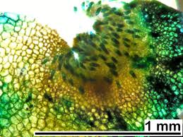 Attēlu rezultāti vaicājumam “Pellia neesiana”