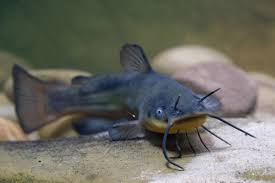 Image result for Ameiurus melas