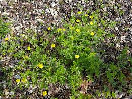 Attēlu rezultāti vaicājumam “Potentilla reptans flower”