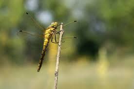 Attēlu rezultāti vaicājumam “Orthetrum cancellatum”