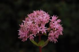 Attēlu rezultāti vaicājumam “Hylotelephium telephium bud”