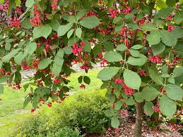 Attēlu rezultāti vaicājumam “Euonymus verrucosus”