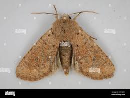 Attēlu rezultāti vaicājumam “Orthosia cruda”