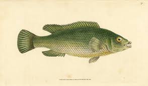 Image result for Labrus mixtus