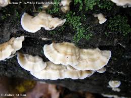 Attēlu rezultāti vaicājumam “Irpex lacteus”