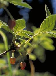 Attēlu rezultāti vaicājumam “Menziesia ferruginea”