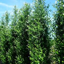 Attēlu rezultāti vaicājumam “Populus x canescens”