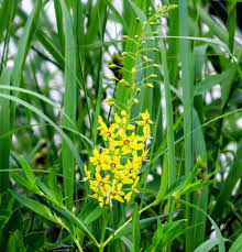 Attēlu rezultāti vaicājumam “Lobelia dortmanna leaf”