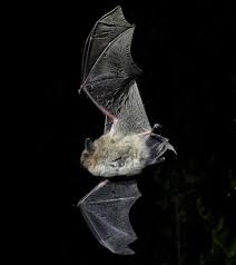 Attēlu rezultāti vaicājumam “Eptesicus nilssonii”