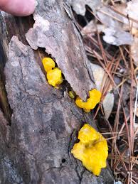 Attēlu rezultāti vaicājumam “Dacrymyces chrysospermus”