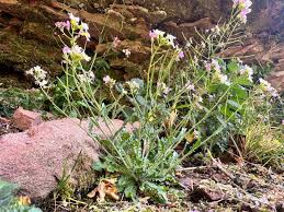 Attēlu rezultāti vaicājumam “Cardaminopsis arenosa fruit”