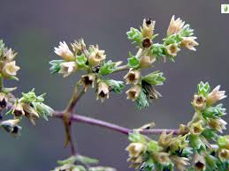 Attēlu rezultāti vaicājumam “Scleranthus annuus flower”