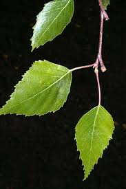 Attēlu rezultāti vaicājumam “Betula humilis female flower”