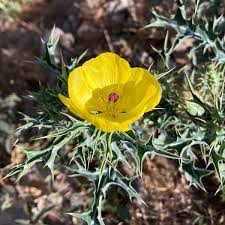 Attēlu rezultāti vaicājumam “Papaver argemone leaf”