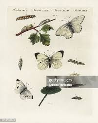 Attēlu rezultāti vaicājumam “Aporia crataegi pupa”