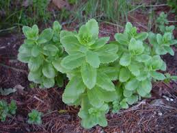 Attēlu rezultāti vaicājumam “Hylotelephium telephium bud”