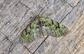 Attēlu rezultāti vaicājumam “Chloroclystis v-ata”