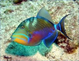 Image result for Balistes vetula