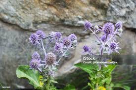 Image result for Eryngium `Blue Hobbit`