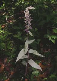 Attēlu rezultāti vaicājumam “Epipactis helleborine”