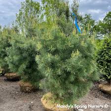 Attēlu rezultāti vaicājumam “Pinus strobus”