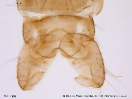 Attēlu rezultāti vaicājumam “Cricotopus male”