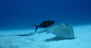 Image result for Caranx ruber