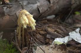 Attēlu rezultāti vaicājumam “Trypetoptera punctulata”