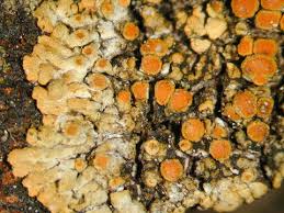 Attēlu rezultāti vaicājumam “Caloplaca saxicola”