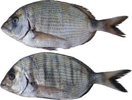 Image result for Diplodus sargus