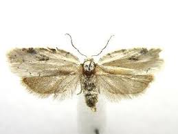 Attēlu rezultāti vaicājumam “Acleris bergmanniana”