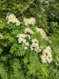 Attēlu rezultāti vaicājumam “Sorbus aucuparia”