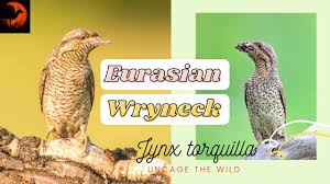 Attēlu rezultāti vaicājumam “Jynx torquilla adult”