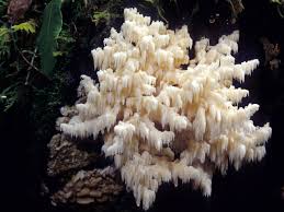 Attēlu rezultāti vaicājumam “Hericium coralloides”