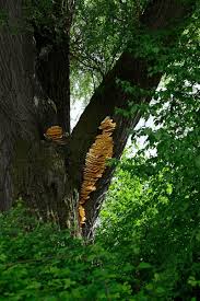 Attēlu rezultāti vaicājumam “Diaperis boleti”