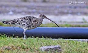 Attēlu rezultāti vaicājumam “Numenius arquata”