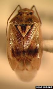 Attēlu rezultāti vaicājumam “Miridae”