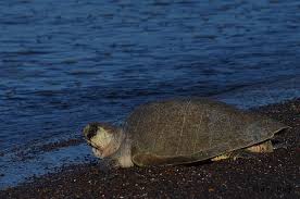 Image result for Lepidochelys olivacea