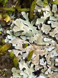 Attēlu rezultāti vaicājumam “Physconia distorta”