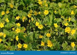 Attēlu rezultāti vaicājumam “Waldsteinia geoides flower”