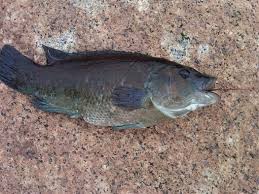 Image result for Tautogolabrus adspersus