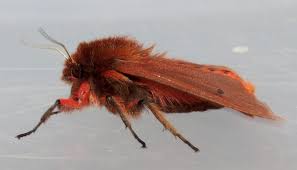 Attēlu rezultāti vaicājumam “Phragmatobia fuliginosa”