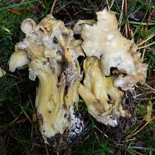 Attēlu rezultāti vaicājumam “Antrodia sinuosa”