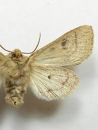 Attēlu rezultāti vaicājumam “Orthosia miniosa larva”