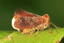 Attēlu rezultāti vaicājumam “Aphodius sp. imago”