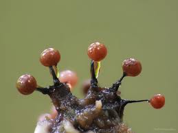 Attēlu rezultāti vaicājumam “Lycogala leopardinum macro”