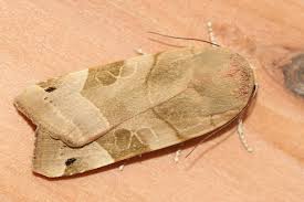 Attēlu rezultāti vaicājumam “Noctua fimbriata imago”