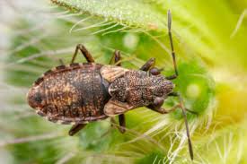 Attēlu rezultāti vaicājumam “Nithecus jacobaeae”